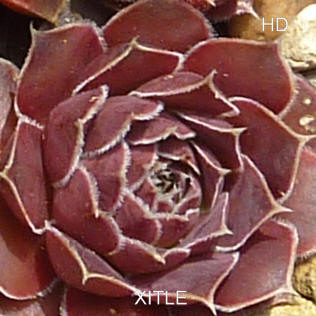 Xitle / Jovi