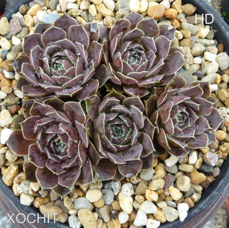 Xochit / Jovi