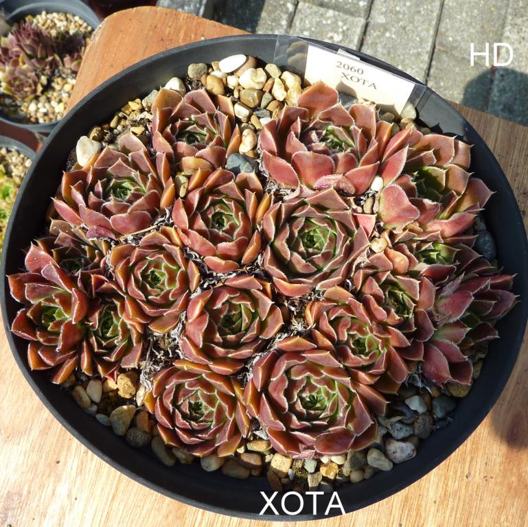 Xota / Jovi