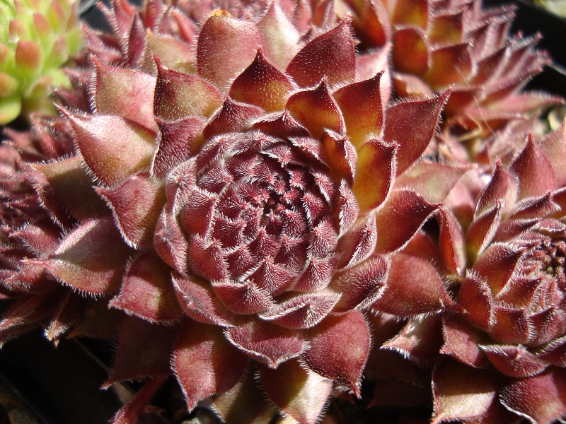 Plum Mist