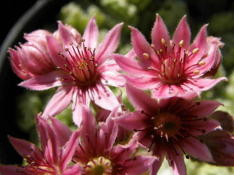 Rosenstolz