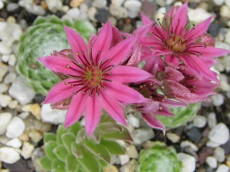 Rosenstolz