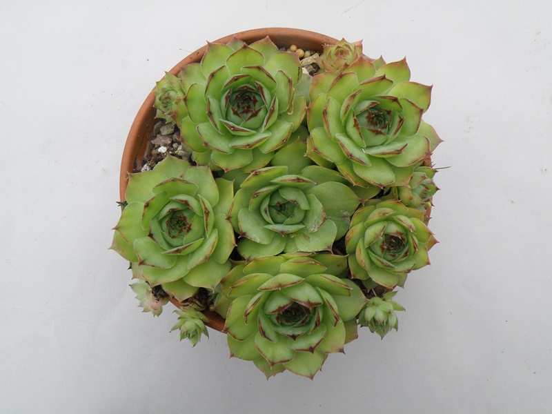 Versicolor Typ B