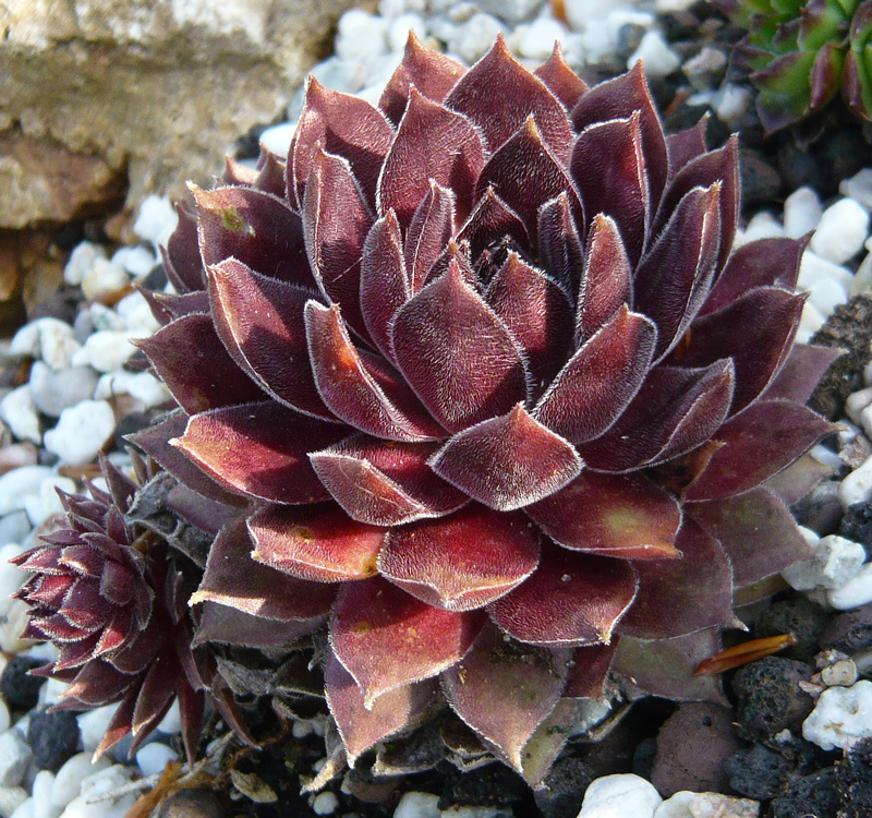 Plum Mist