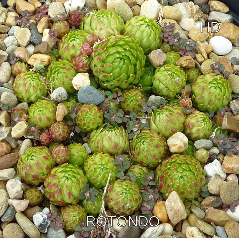 Rotondo / Jovi
