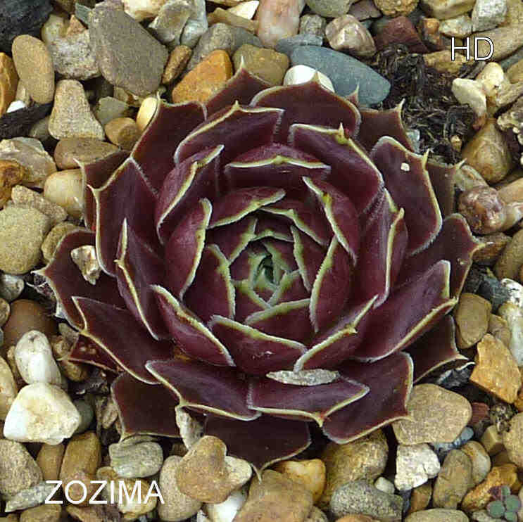 Zozima / Jovi