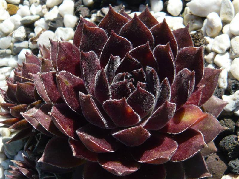Plum Mist