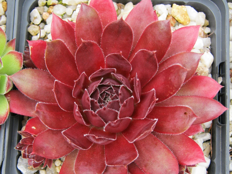 Zeven Dwergen
