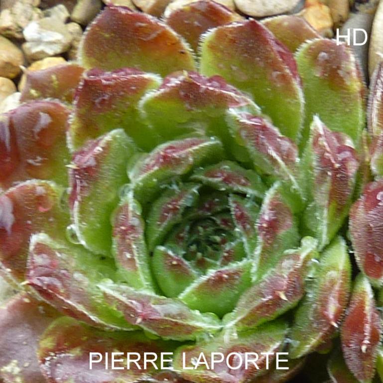 Pierre Laporte / Jovi
