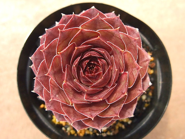 Watermelon Rind
