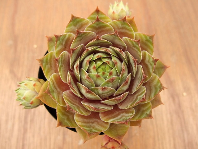 Watermelon Rind