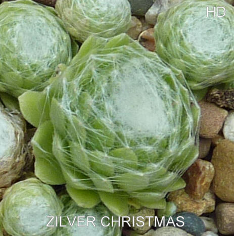 Zilver Christmas