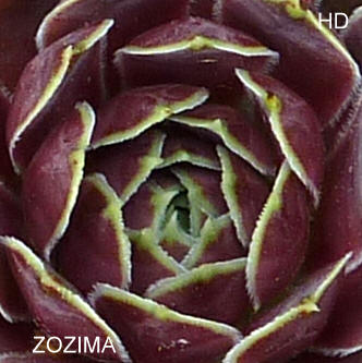 Zozima / Jovi