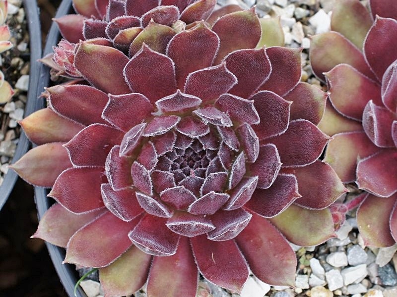 Plum Mist