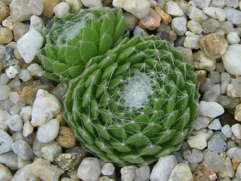 Rosenstolz