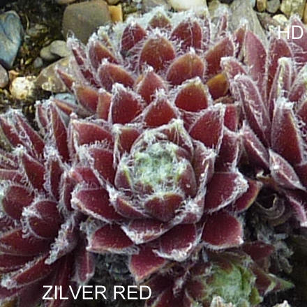 Zilver Red