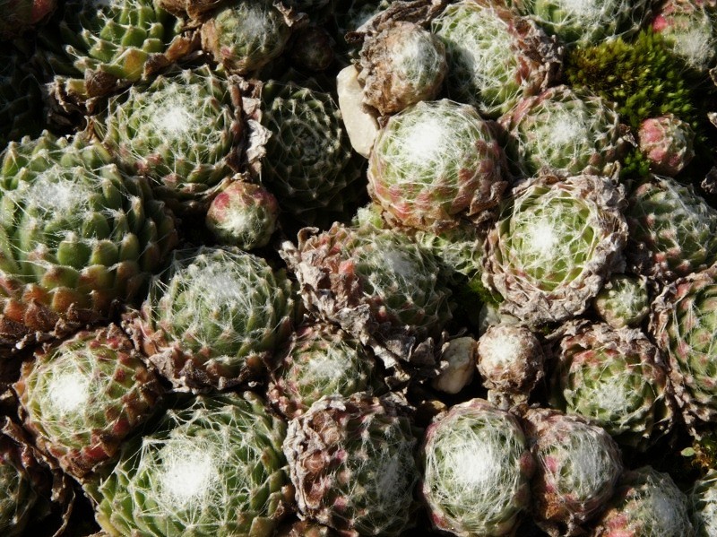 Rosenstolz