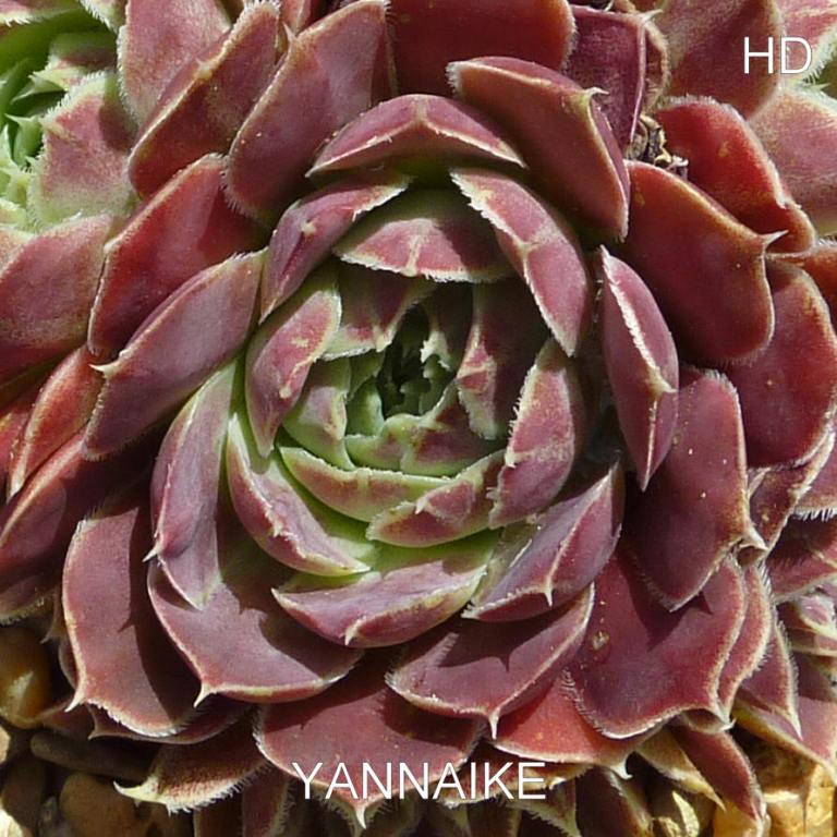 Yannaike / Jovi