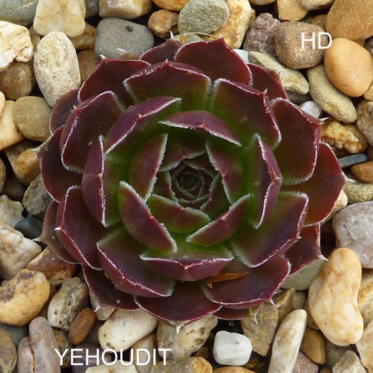 Yehoudit / Jovi