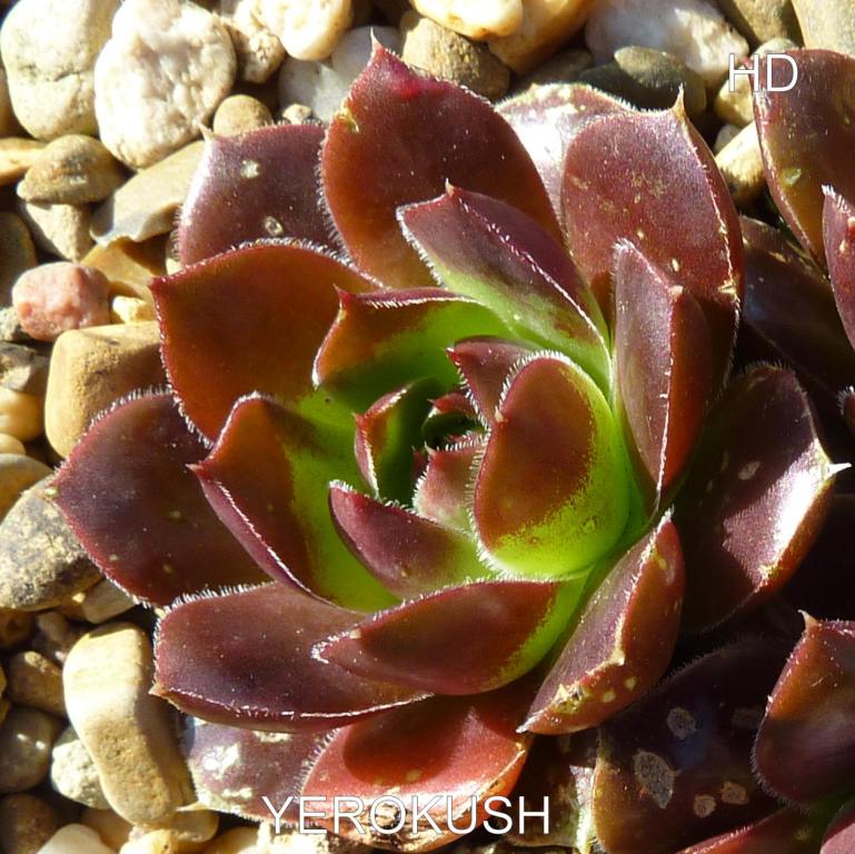 Yerokush / Jovi