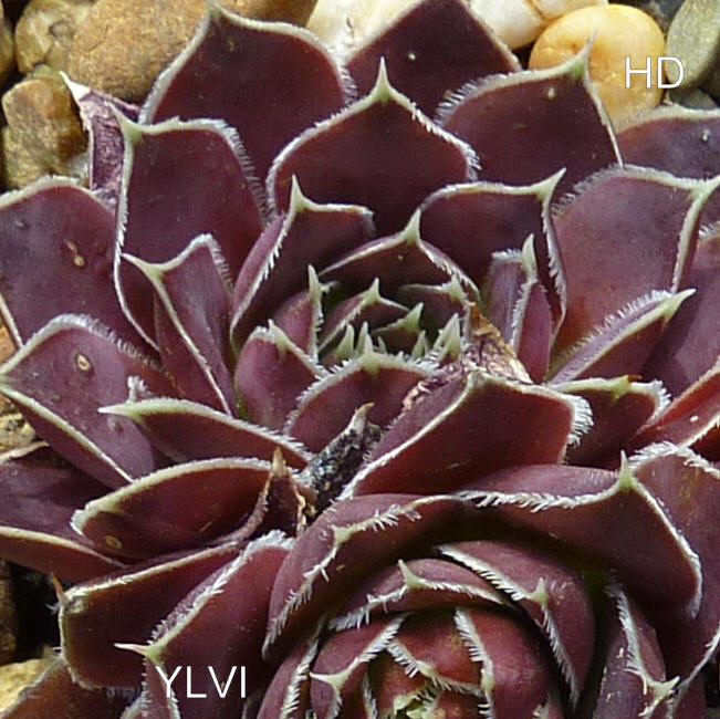 Ylvi / Jovi