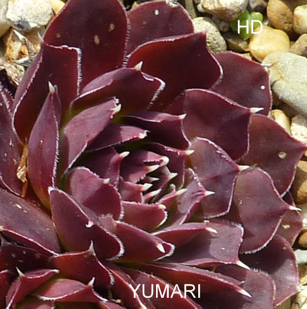 Yumari / Jovi