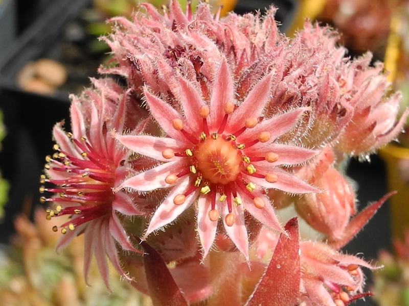 Pompeja