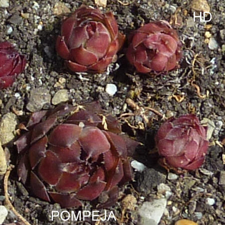 Pompeja