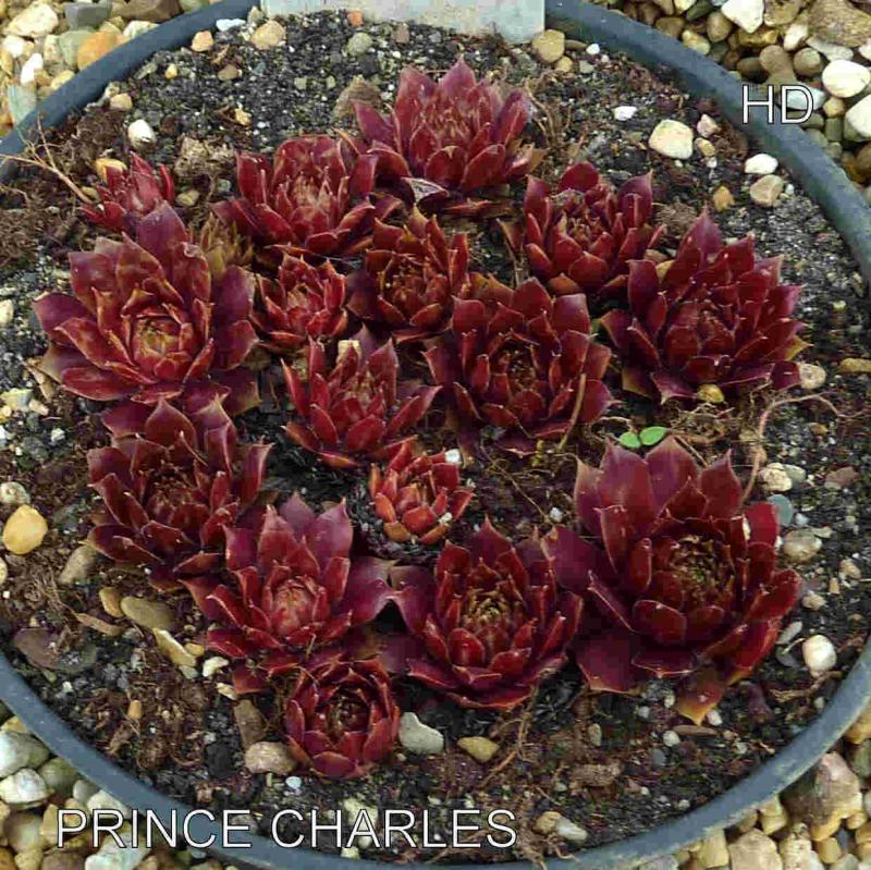 Prince Charles