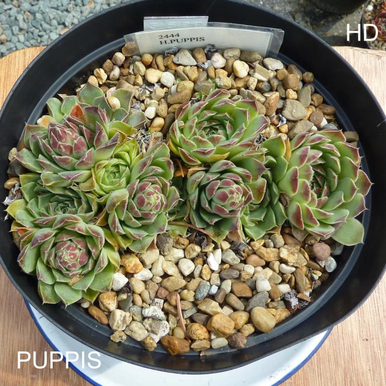 Puppis / Jovi