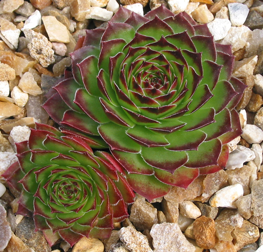 Versicolor Typ B