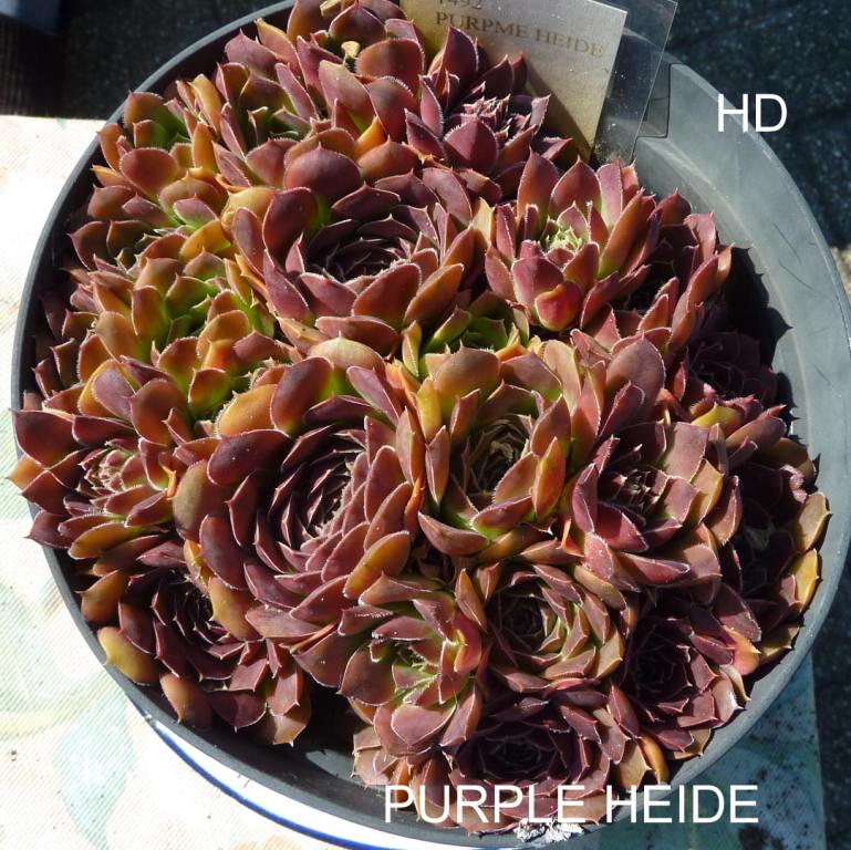 Purple Heide / Jovi