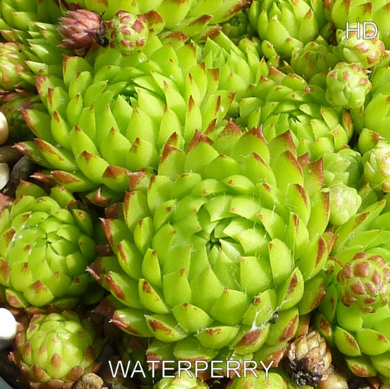Waterperry / Jovi