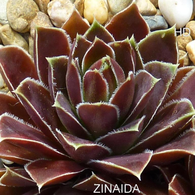 Zinaida / Jovi
