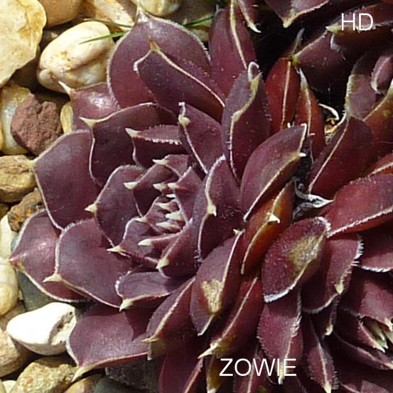 Zowie / Jovi