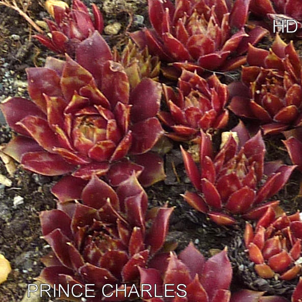 Prince Charles
