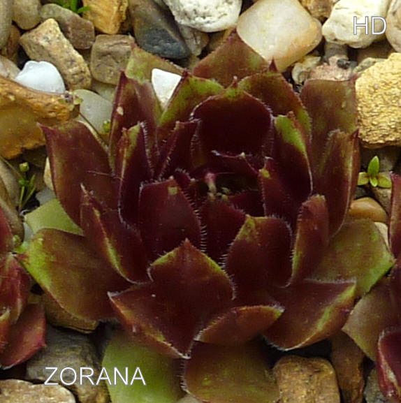Zorana