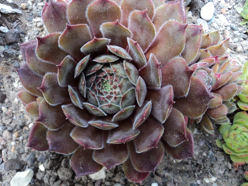Zelca