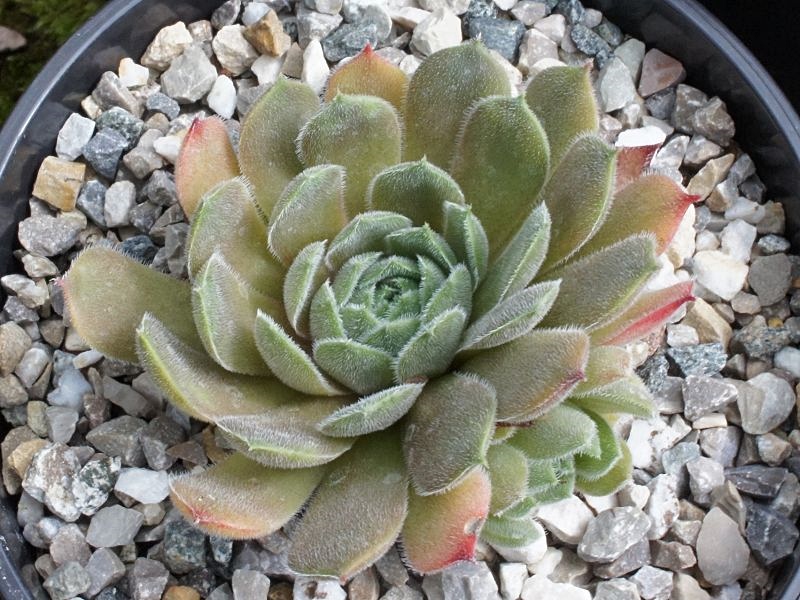 Zelca