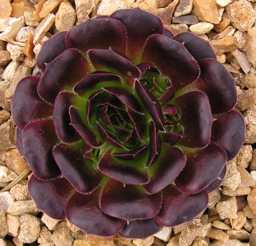 Purple Heide / Jovi