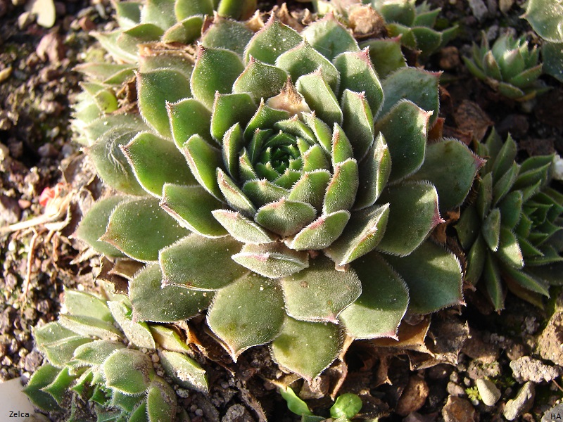 Zelca