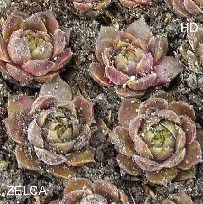Zelca