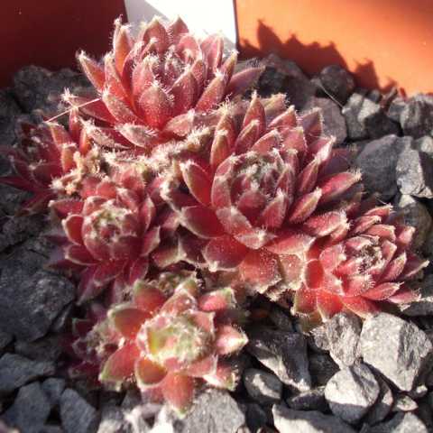 Zilver Masquerade