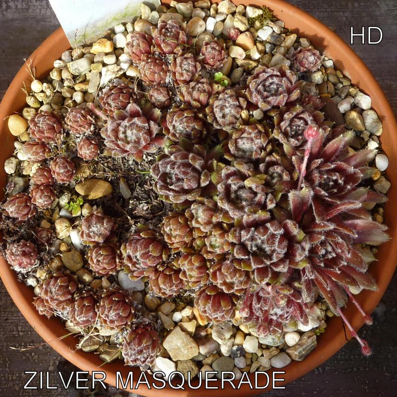 Zilver Masquerade
