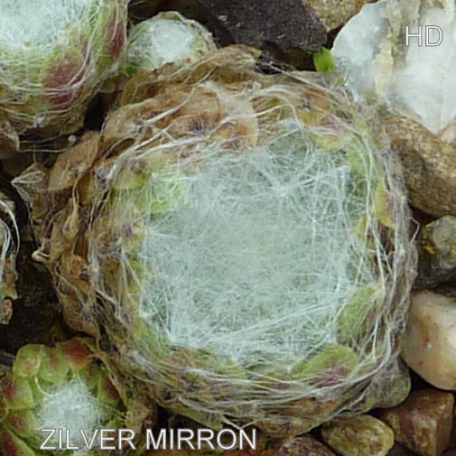 Zilver Mirron