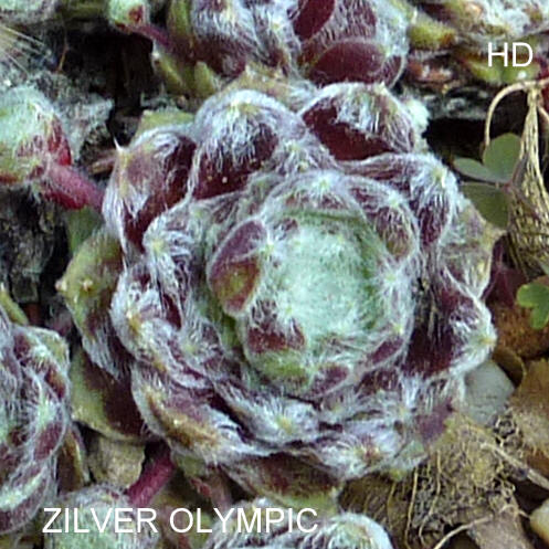 Zilver Olympic