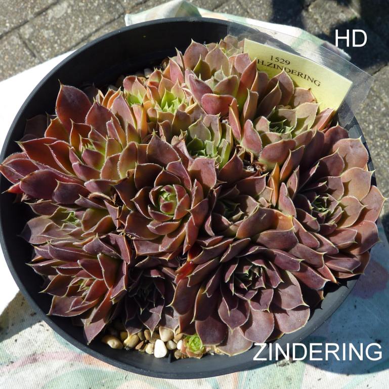 Zindering / Jovi