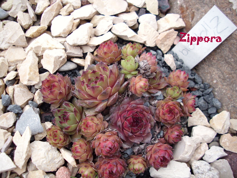 Zippora