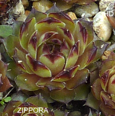 Zippora
