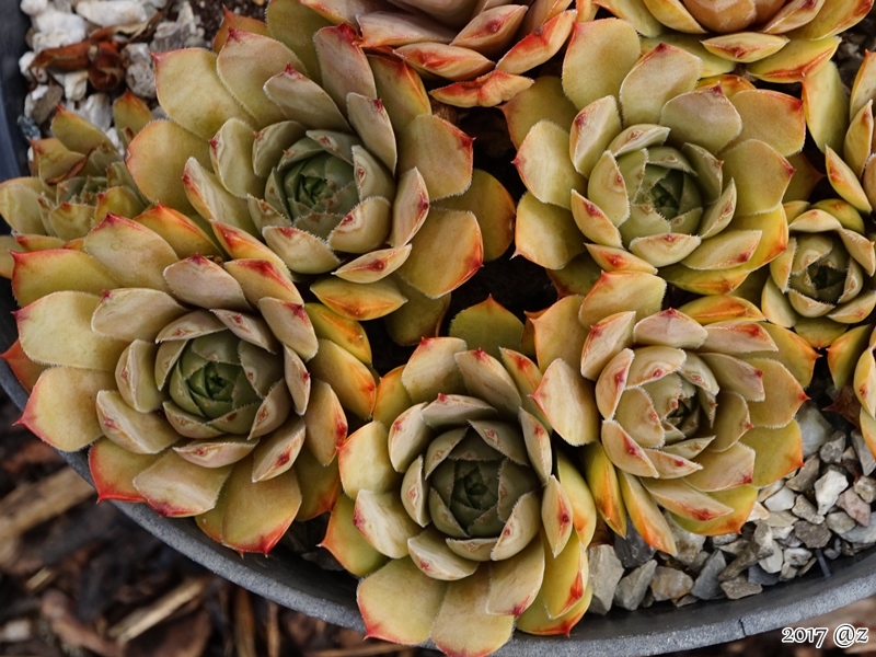 Zippora